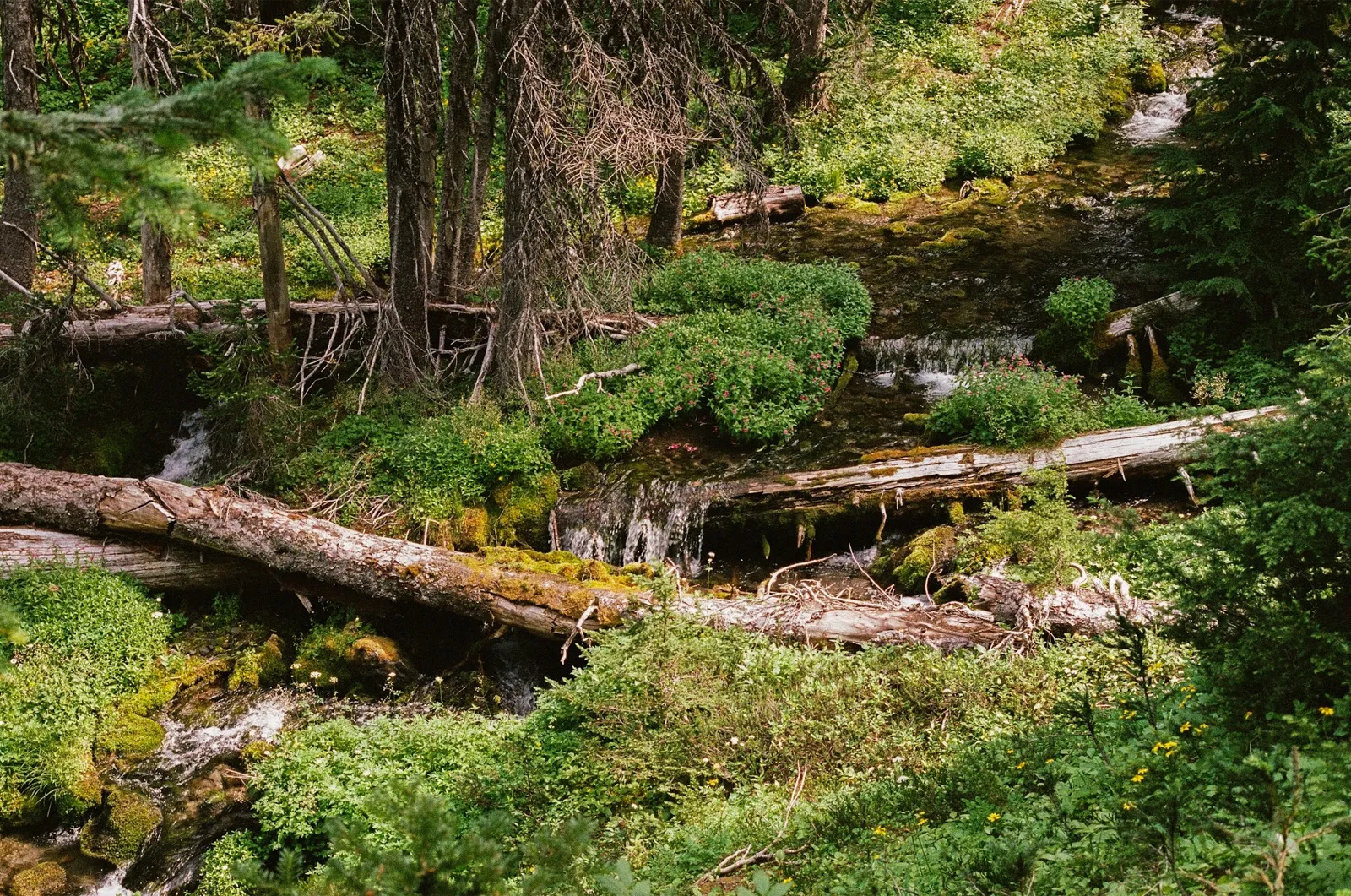 An old-growth forest with fallen logs, dense underbrush, and a stream